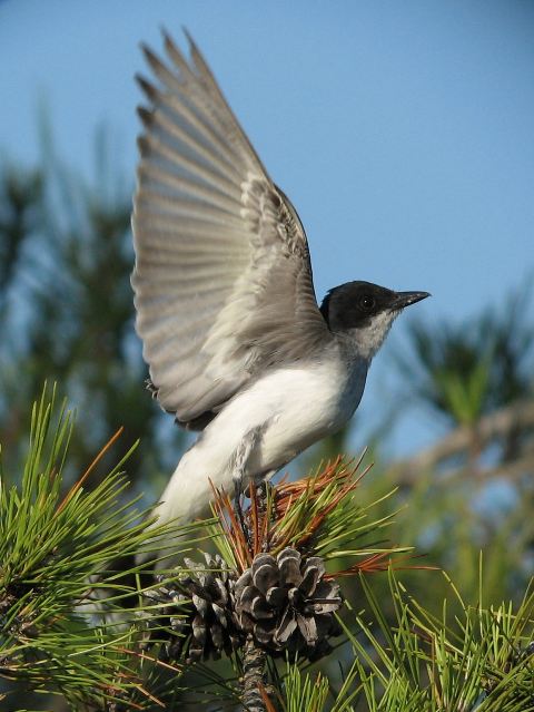 Eastern Kingbirds